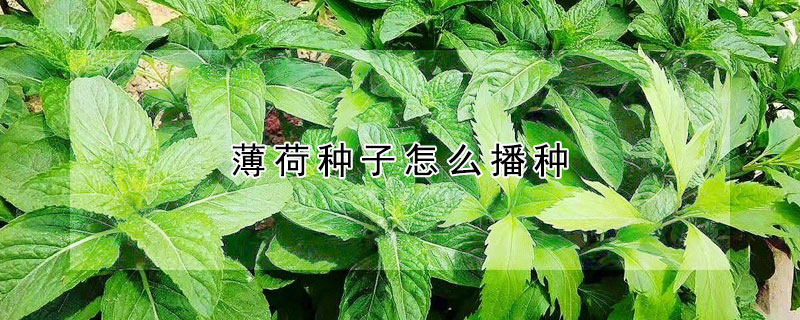 薄荷種子怎麼播種