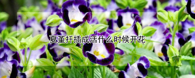 夏堇扡插成活什麼時候開花