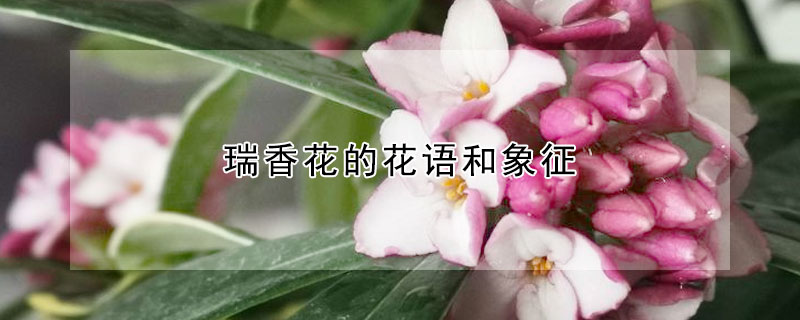 瑞香花的花語和象征