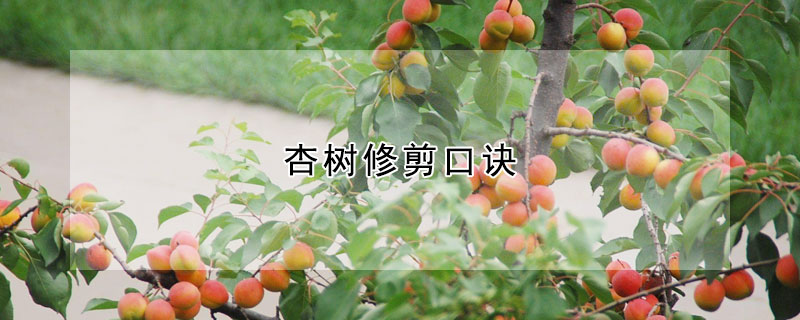 杏樹修剪口訣