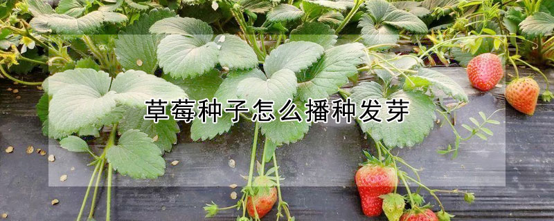 草莓種子怎麼播種發芽