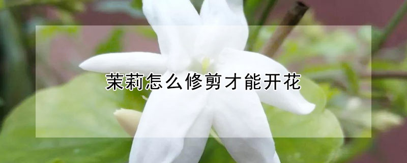 茉莉怎麼修剪才能開花