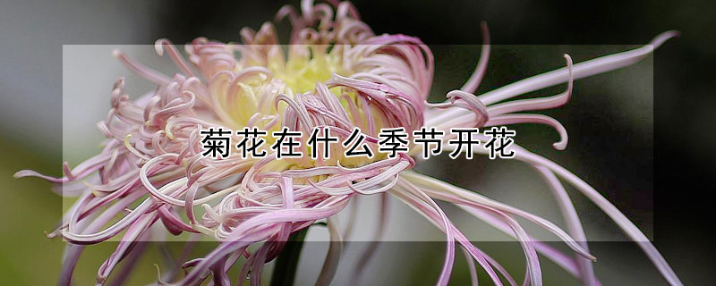 菊花在什麼季節開花