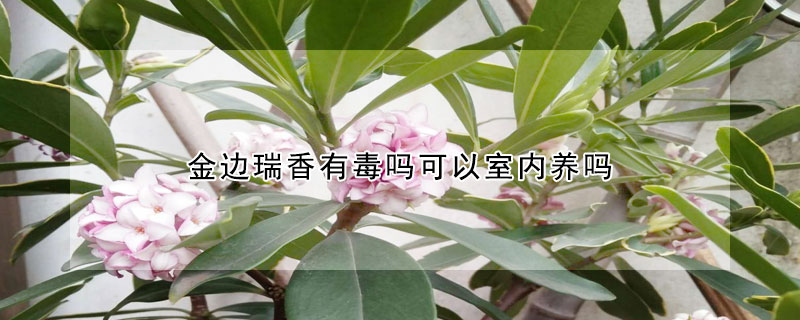 金邊瑞香有毒嗎可以室內養嗎