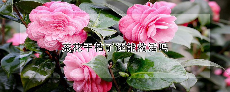 茶花幹枯了還能救活嗎