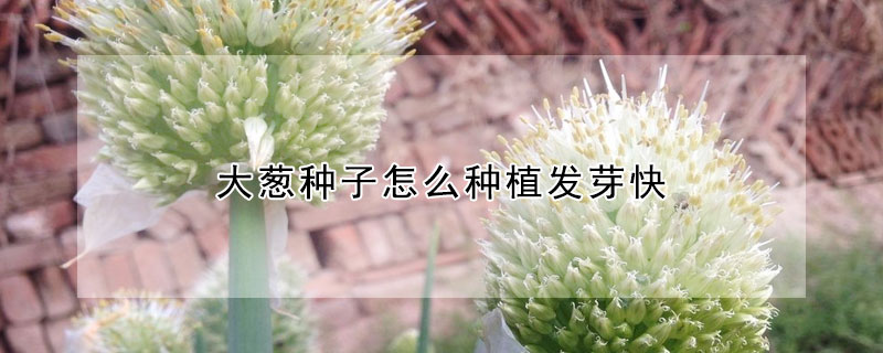 大蔥種子怎麼種植發芽快