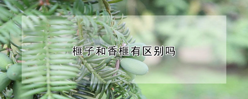 榧子和香榧有區別嗎