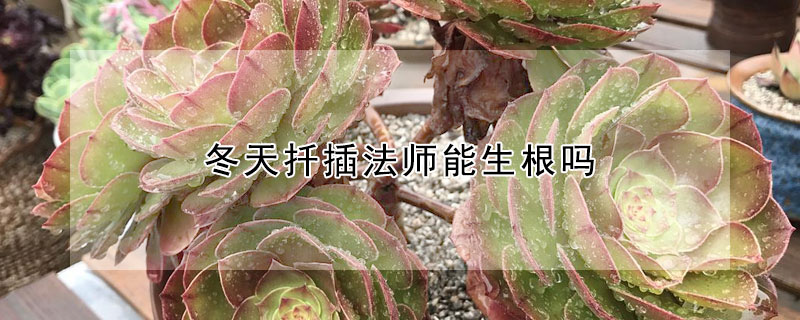 冬天扡插法師能生根嗎