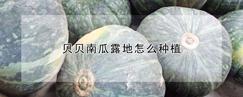 貝貝南瓜露地怎麼種植