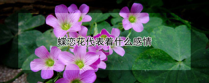 蝶戀花代表著什麼感情