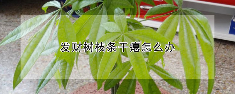 發財樹枝條幹癟怎麼辦