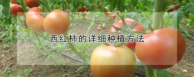 西紅柿的詳細種植方法