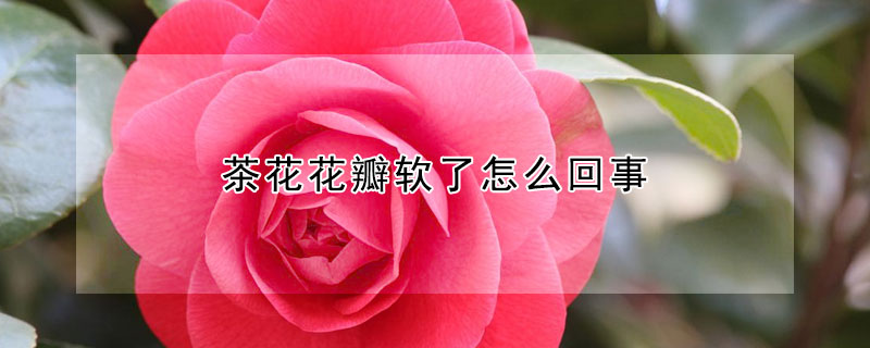 茶花花瓣軟了怎麼回事