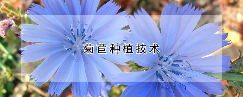 菊苣種植技術