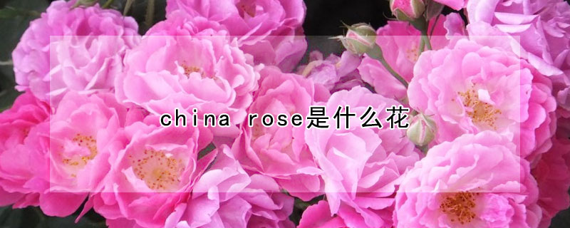 china rose是什麼花