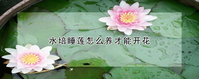 水培睡蓮怎麼養才能開花