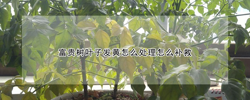 富貴樹葉子發黃怎麼處理怎麼補救