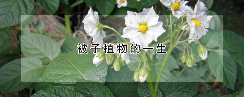 被子植物的一生