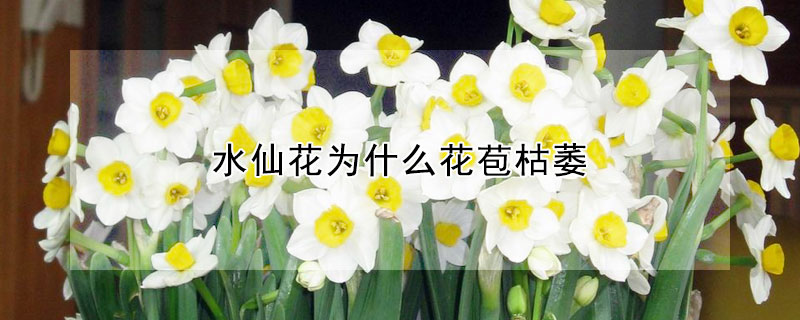 水仙花為什麼花苞枯萎