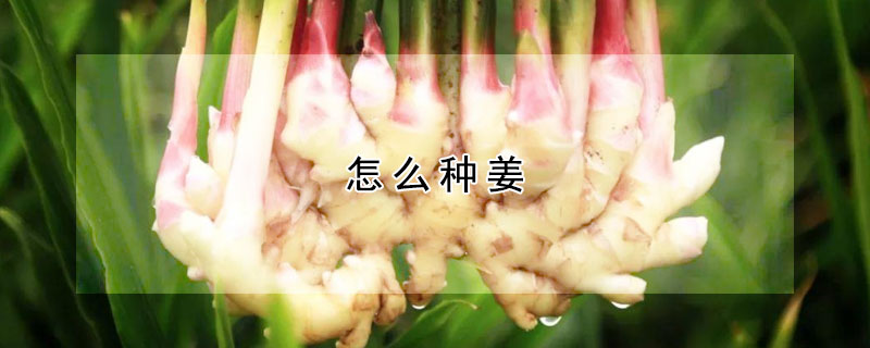 怎麼種薑