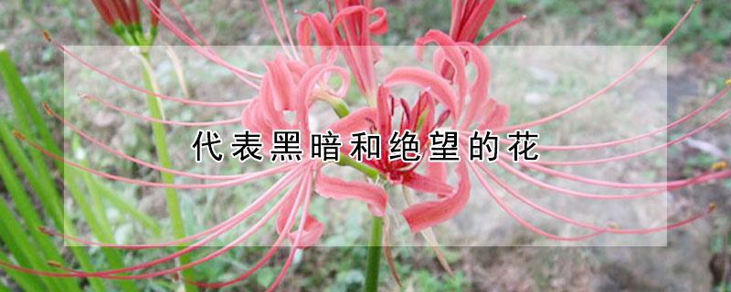 代表黑暗和絕望的花