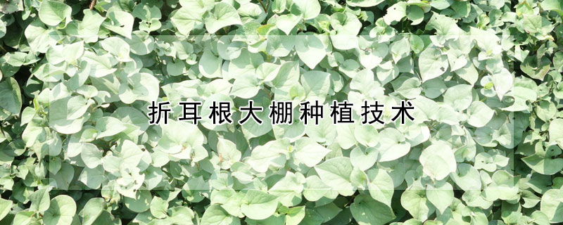 折耳根大棚種植技術