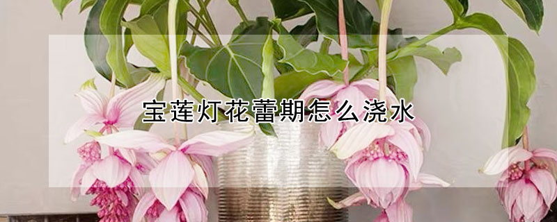 寶蓮燈花蕾期怎麼澆水