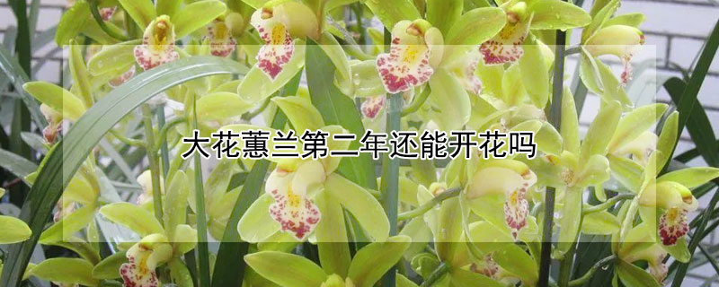 大花蕙蘭第二年還能開花嗎