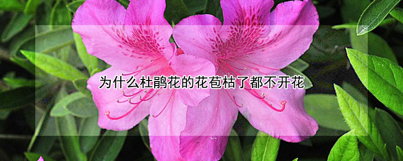 為什麼杜鵑花的花苞枯了都不開花