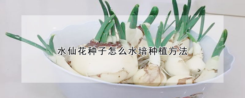 水仙花種子怎麼水培種植方法