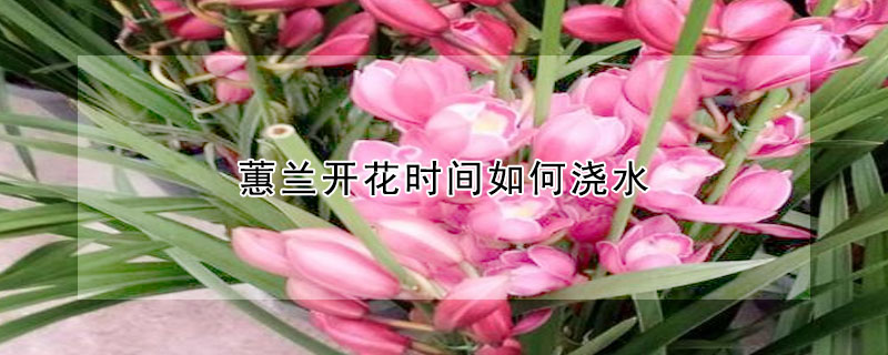 蕙蘭開花時間如何澆水