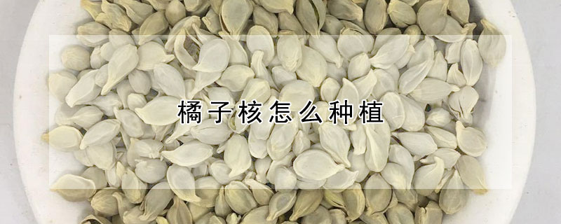 橘子核怎麼種植