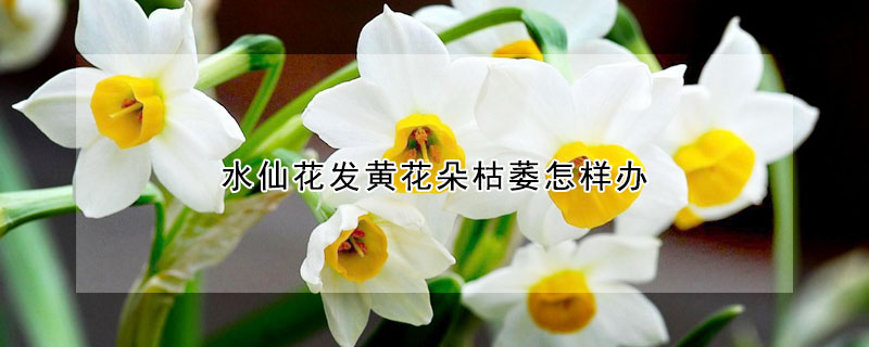 水仙花發黃花朵枯萎怎樣辦