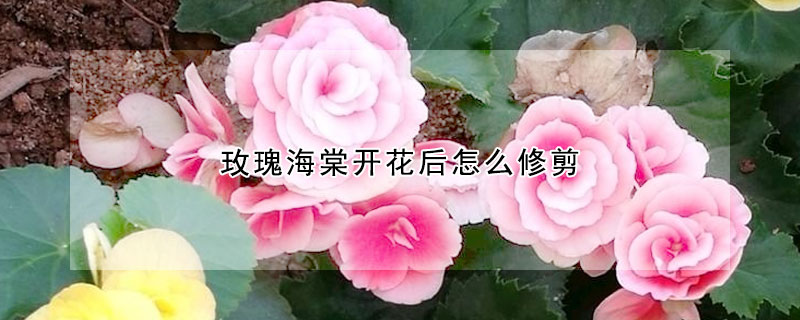 玫瑰海棠開花後怎麼修剪