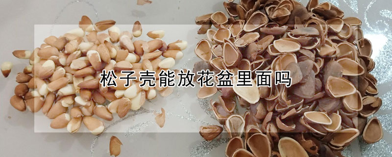 鬆子殼能放花盆裏麵嗎