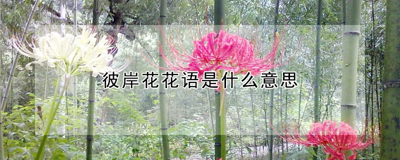 彼岸花花語是什麼意思