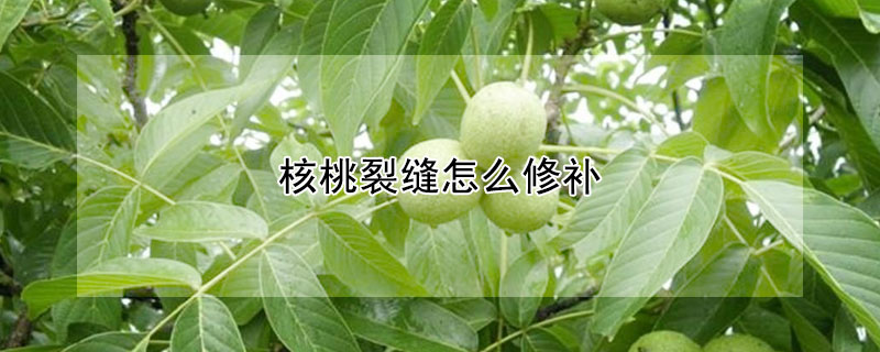 核桃裂縫怎麼修補