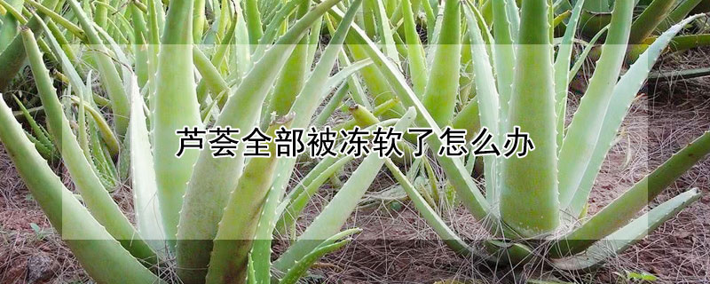 蘆薈全部被凍軟了怎麼辦