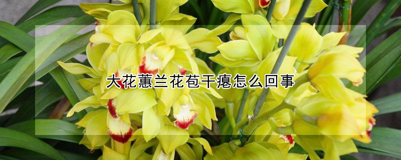 大花蕙蘭花苞幹癟怎麼回事