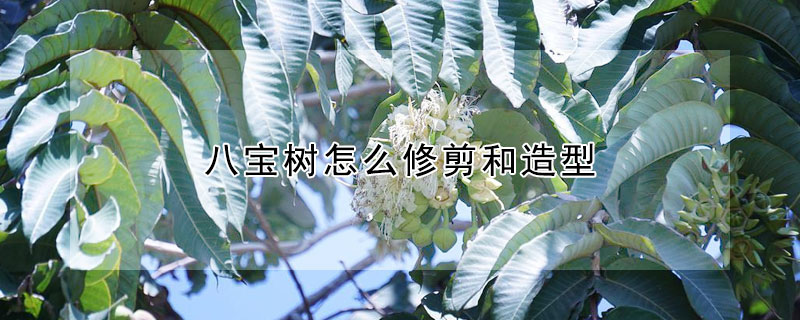 八寶樹怎麼修剪和造型