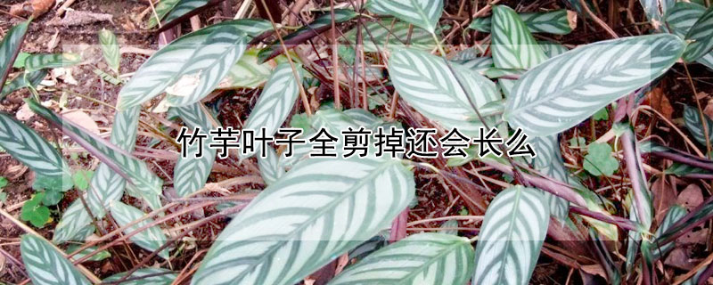 竹芋葉子全剪掉還會長麼