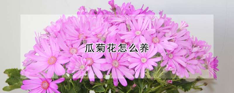 瓜菊花怎麼養