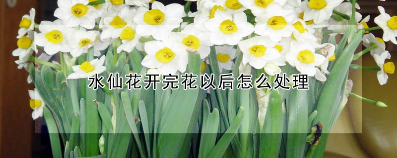 水仙花開完花以後怎麼處理