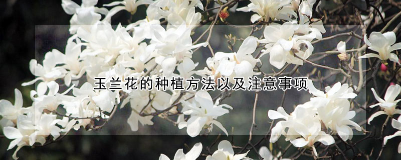 玉蘭花的種植方法以及注意事項