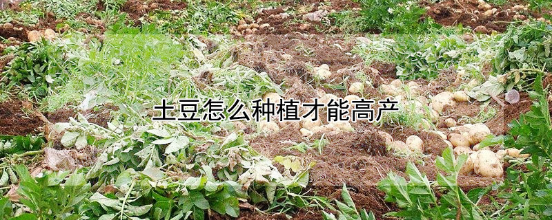 土豆怎麼種植才能高產