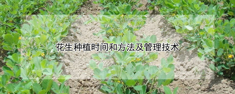 花生種植時間和方法及管理技術