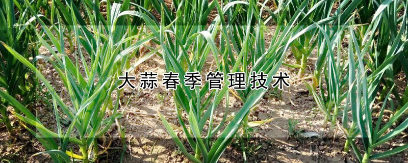 大蒜春季管理技術