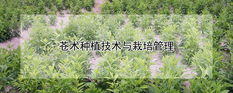 蒼術種植技術與栽培管理