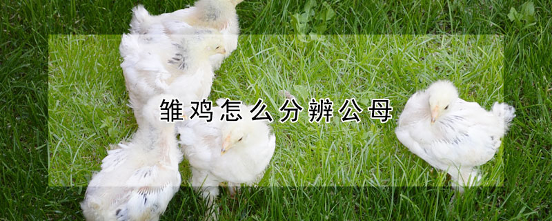 雛雞怎麼分辨公母