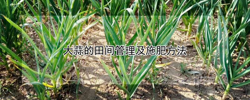 大蒜的田間管理及施肥方法